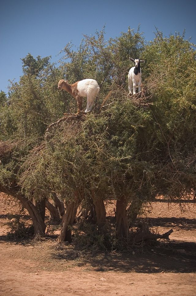 640px-goats_on_a_tree_capre_sull_albero